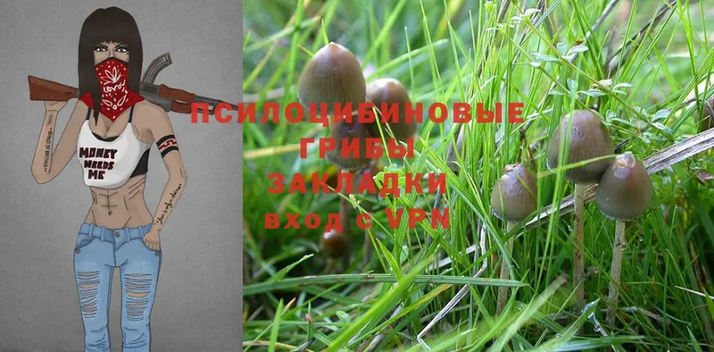 Псилоцибиновые грибы Cubensis  Владикавказ 